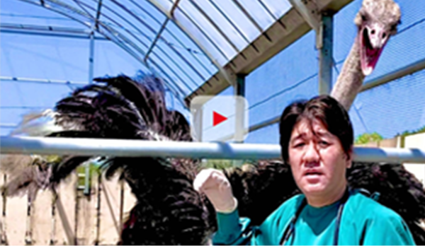 【NHK WORLD TV】 The Power of Ostrich Antibodies